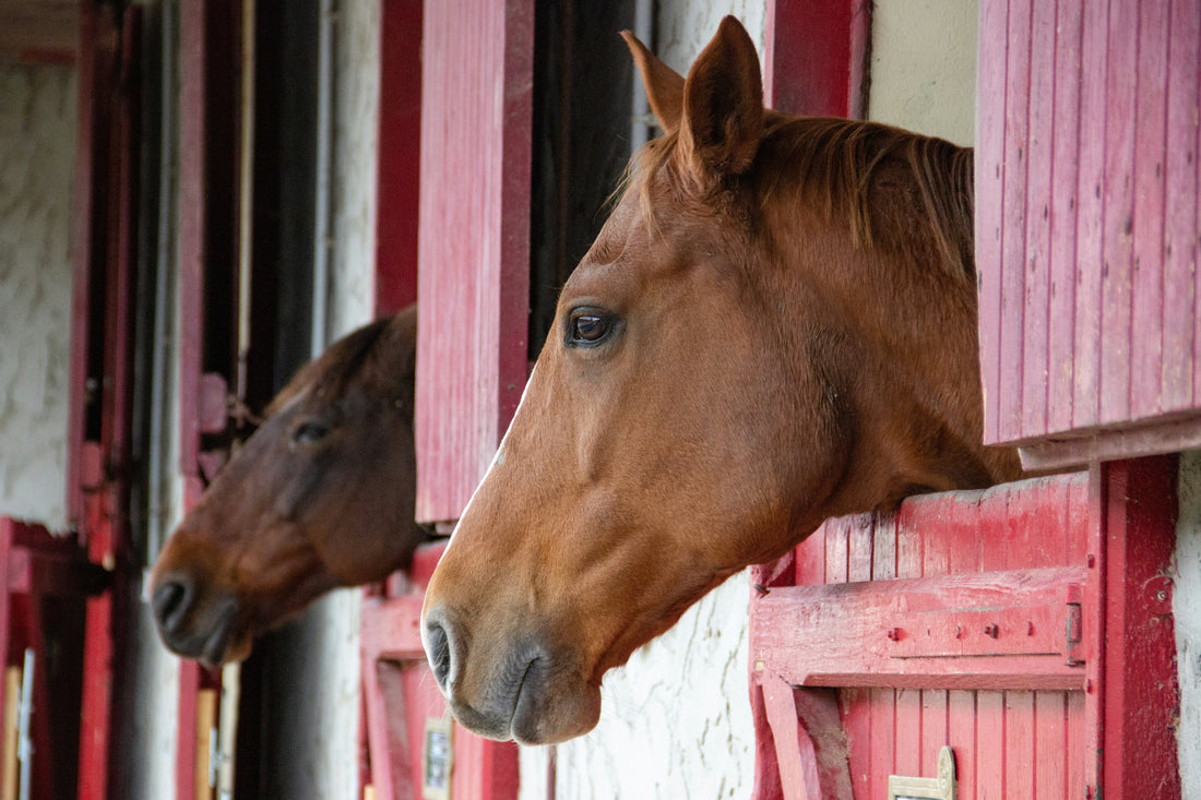 Why Does My Horse Kick the Stable Door?